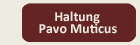 button_klein_haltung_pm_aktiv