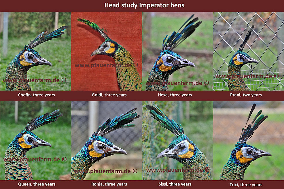homepage_head_study_imperator_hens_e