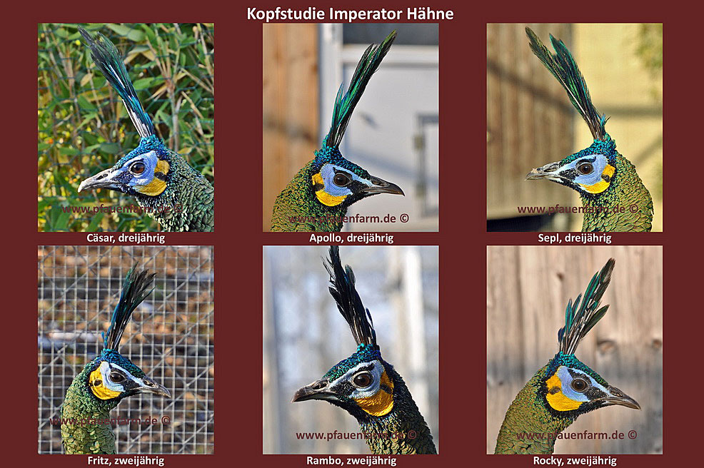 homepage_head_study_imperator_males_d
